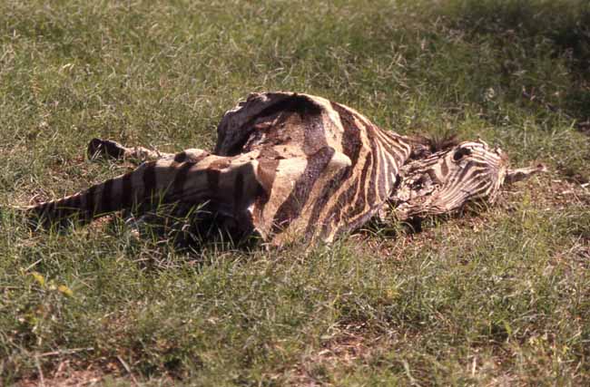 zebra corpse
